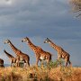 Tanzania, Sinya - Five Giraffes